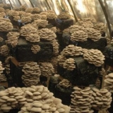 Koliko dugo kuhati bukovače dok ne omekšaju